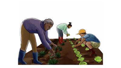 The cartoon depicts 3 gardeners tending to the vegetables growing in their small field.
